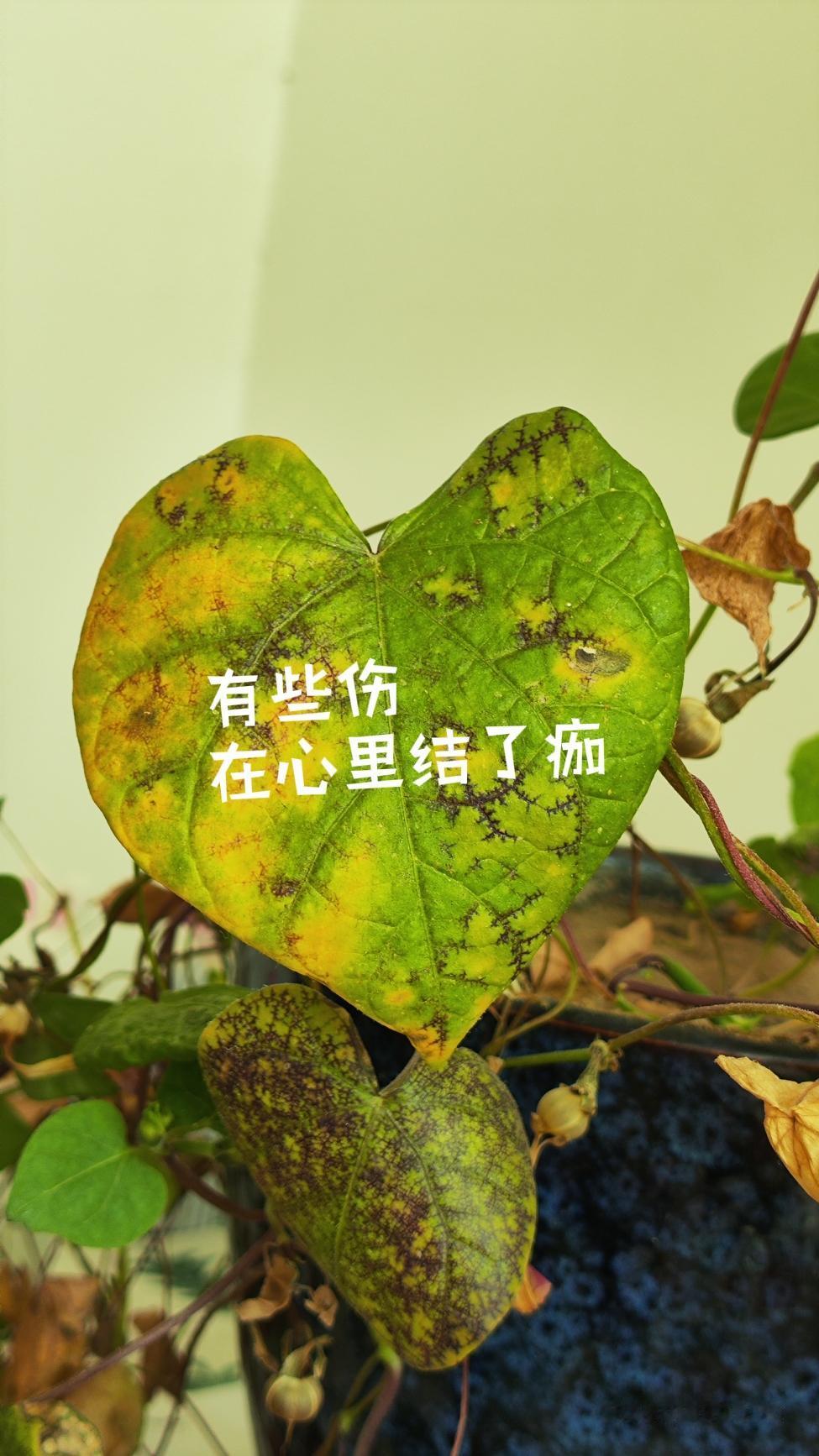 牵牛花的叶子都开始卷浪漫了。

长成爱心就算了，还带着点“沧桑感”。

叶脉上的