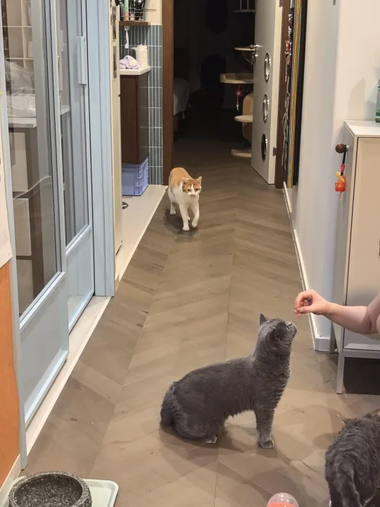 刷了12个小时亚宠展bb间 看似优惠实则好贵