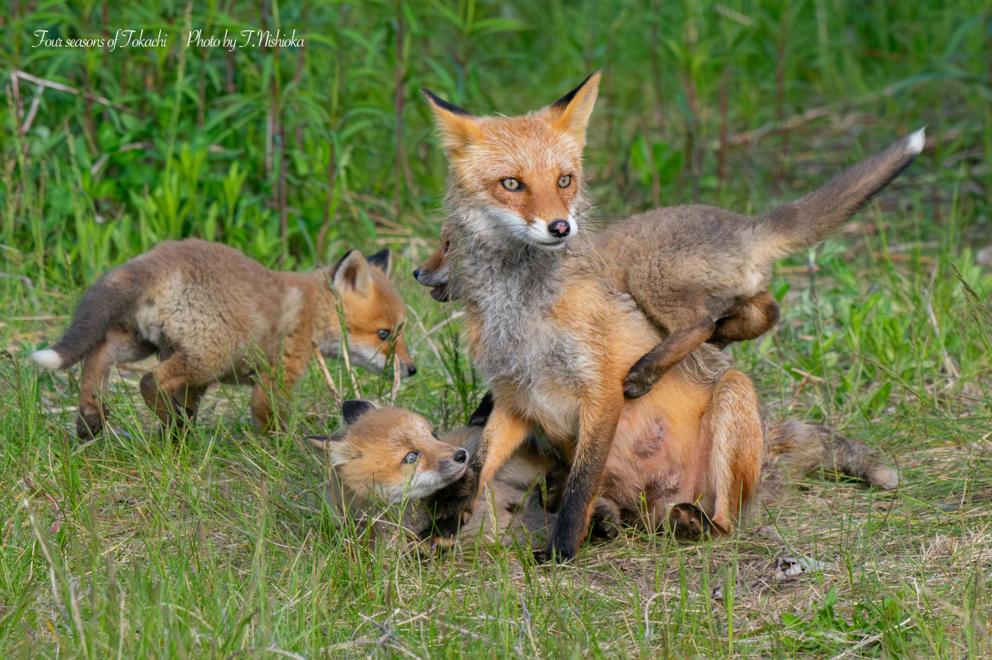 狐狸 妈妈和淘气的孩子们🦊✨©️tokachiphoto 
