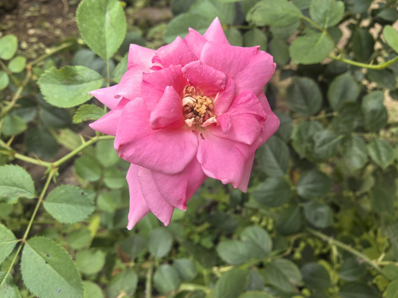 小小花一朵
不怕夏天热
日头越晒我
花开更艳哟

[玫瑰][玫瑰][玫瑰]

看
