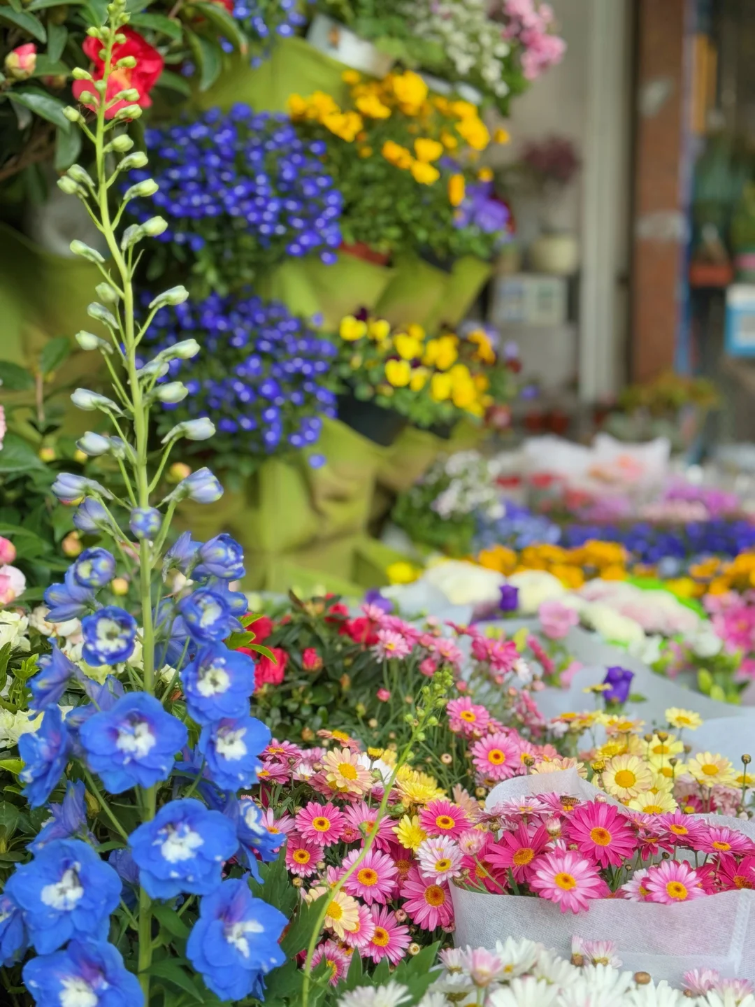 🌸厦门花鸟市场 | 藏在城市里的浪漫花漾