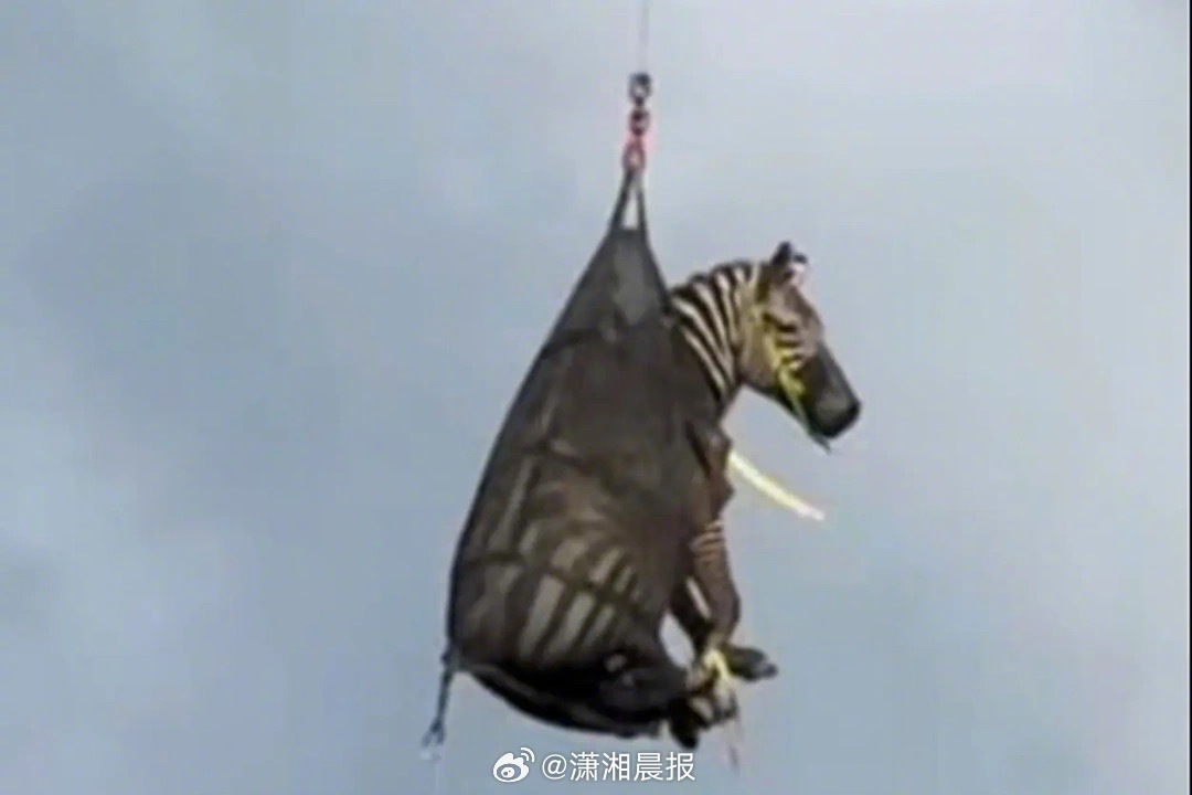 【美国一只#斑马外逃一周被裹网中直升机运回#，场景搞笑】近日，美国田纳西州一只外