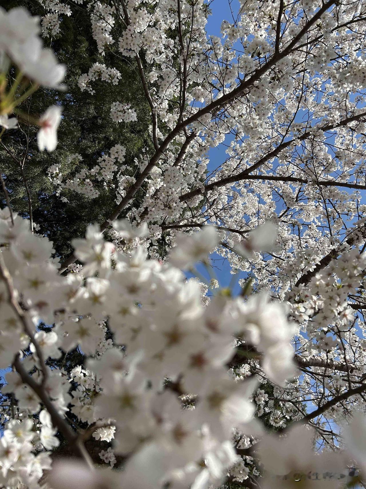 人到七十照样要穿得清爽得体。我见过一位七十多岁阿姨，近乎全白的头发没烫过，但梳理