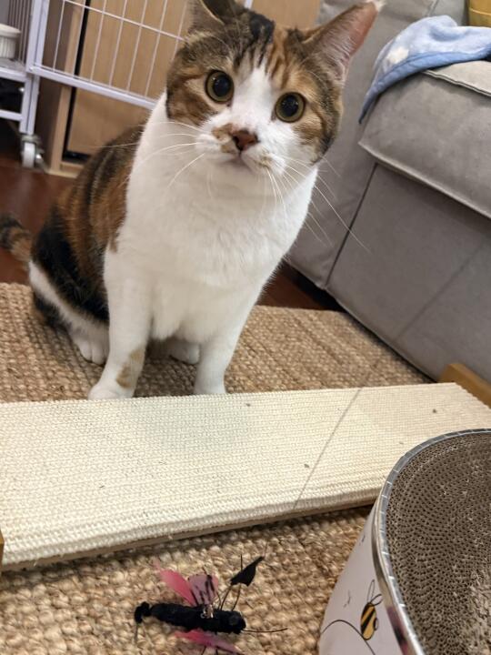 温馨提示，天气热了可别把逗猫棒甩自己腿上