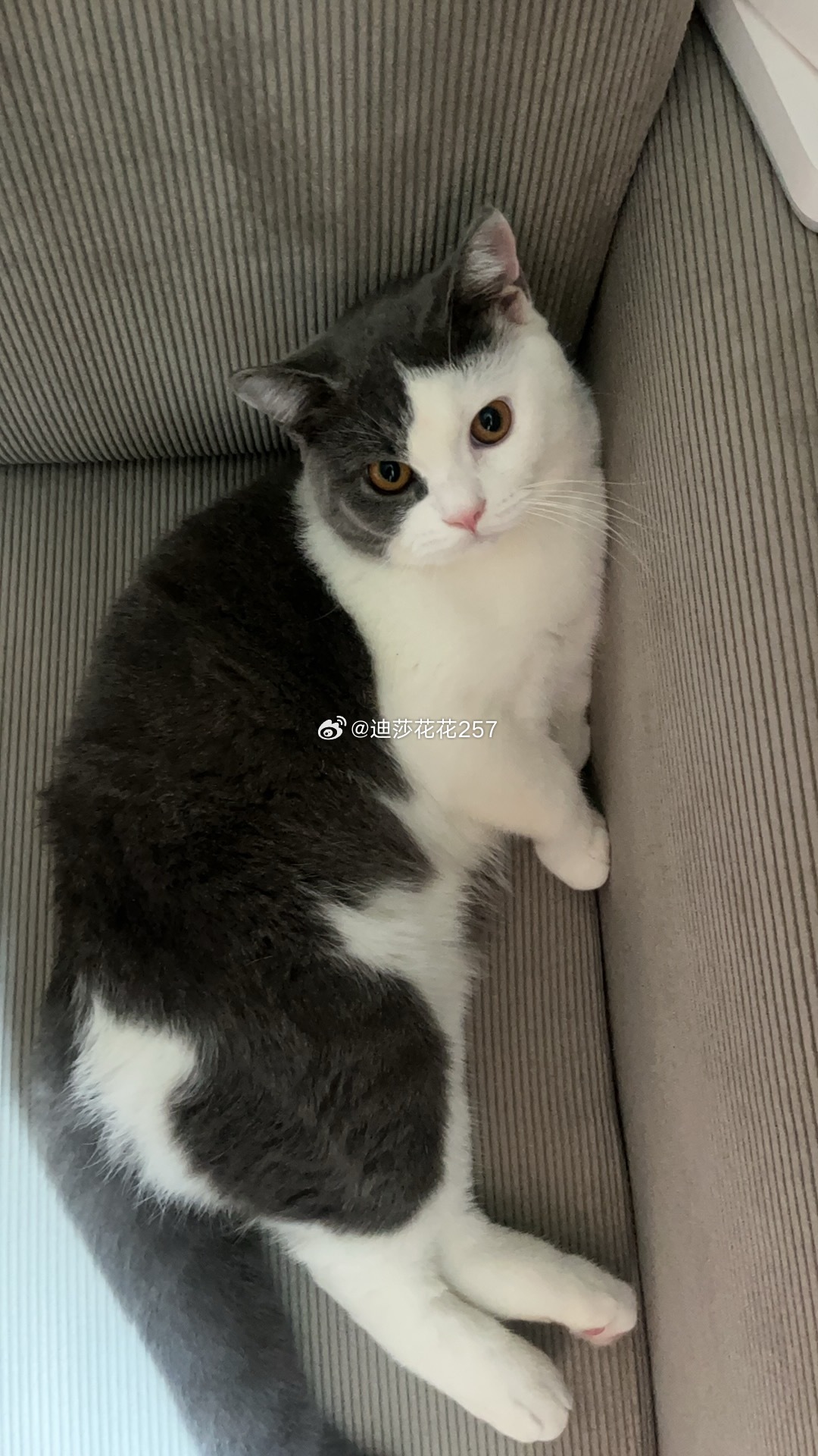 猫进公司后同事越来越不对劲