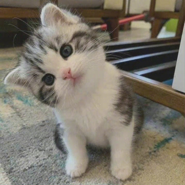 你是怎么拥有猫的！！！