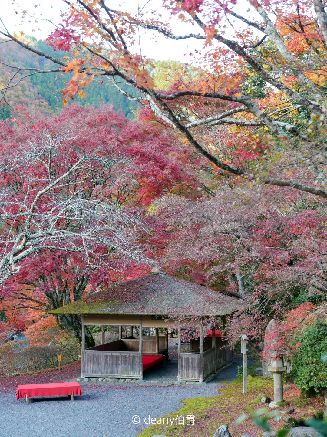 京都赏枫小众地🍁白龙园