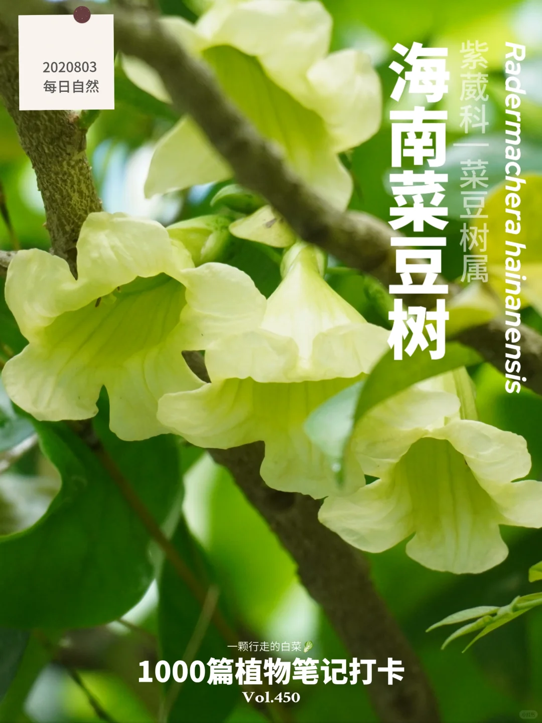 植物笔记450 | 低调的难以发现的小绿花