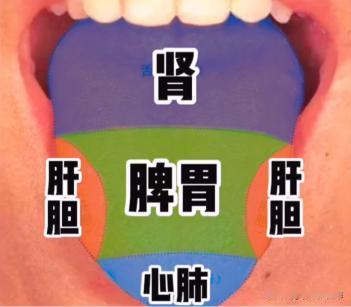 裂纹舌、齿痕舌、舌苔厚，都提示你什么？舌诊并不难，教你一分钟自测体质
#中医##