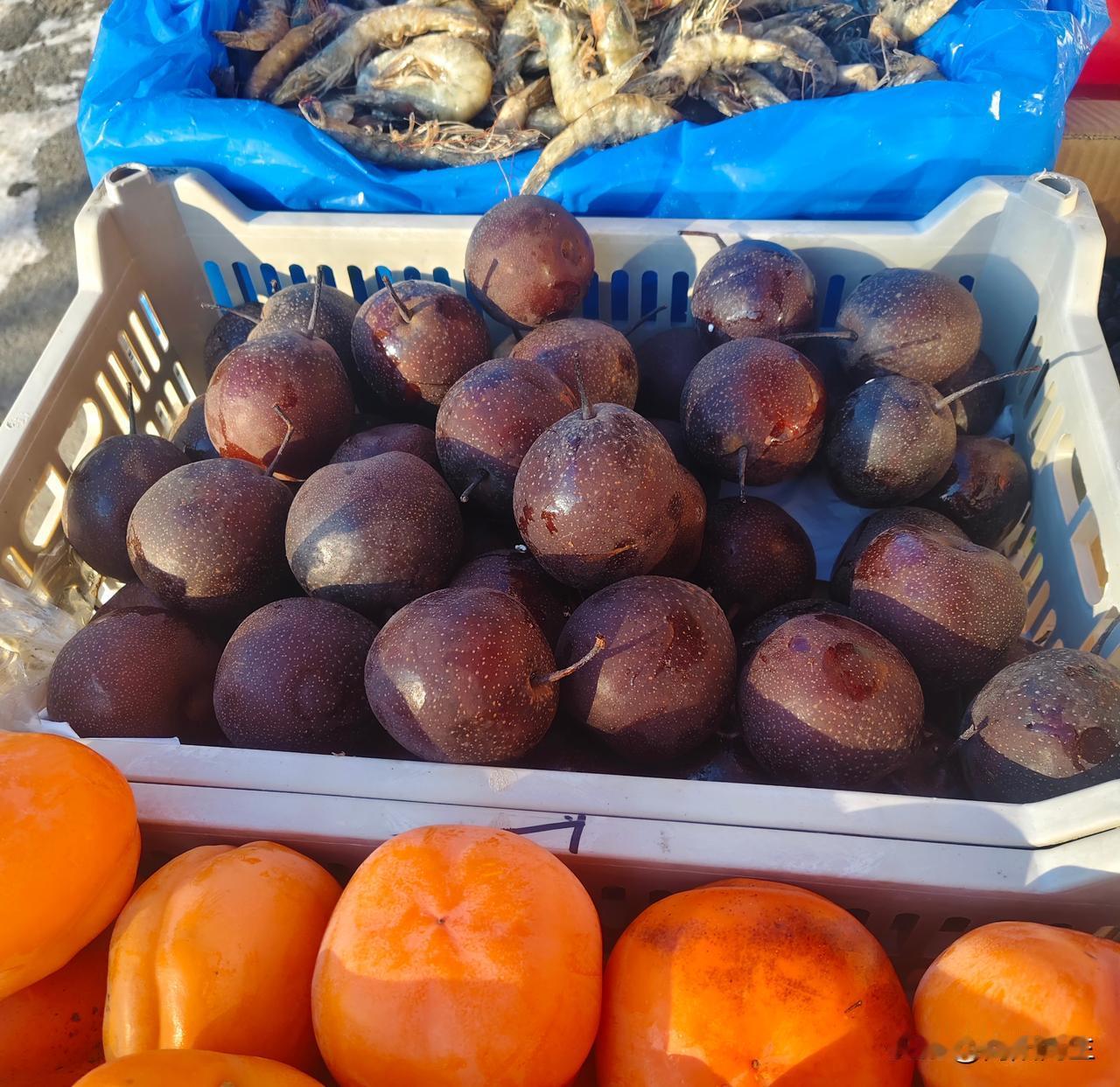 一进腊月门儿，东北的窗台上准得摆上两样宝贝——冻得黑黢黢的冻梨，还有硬邦邦的冻柿