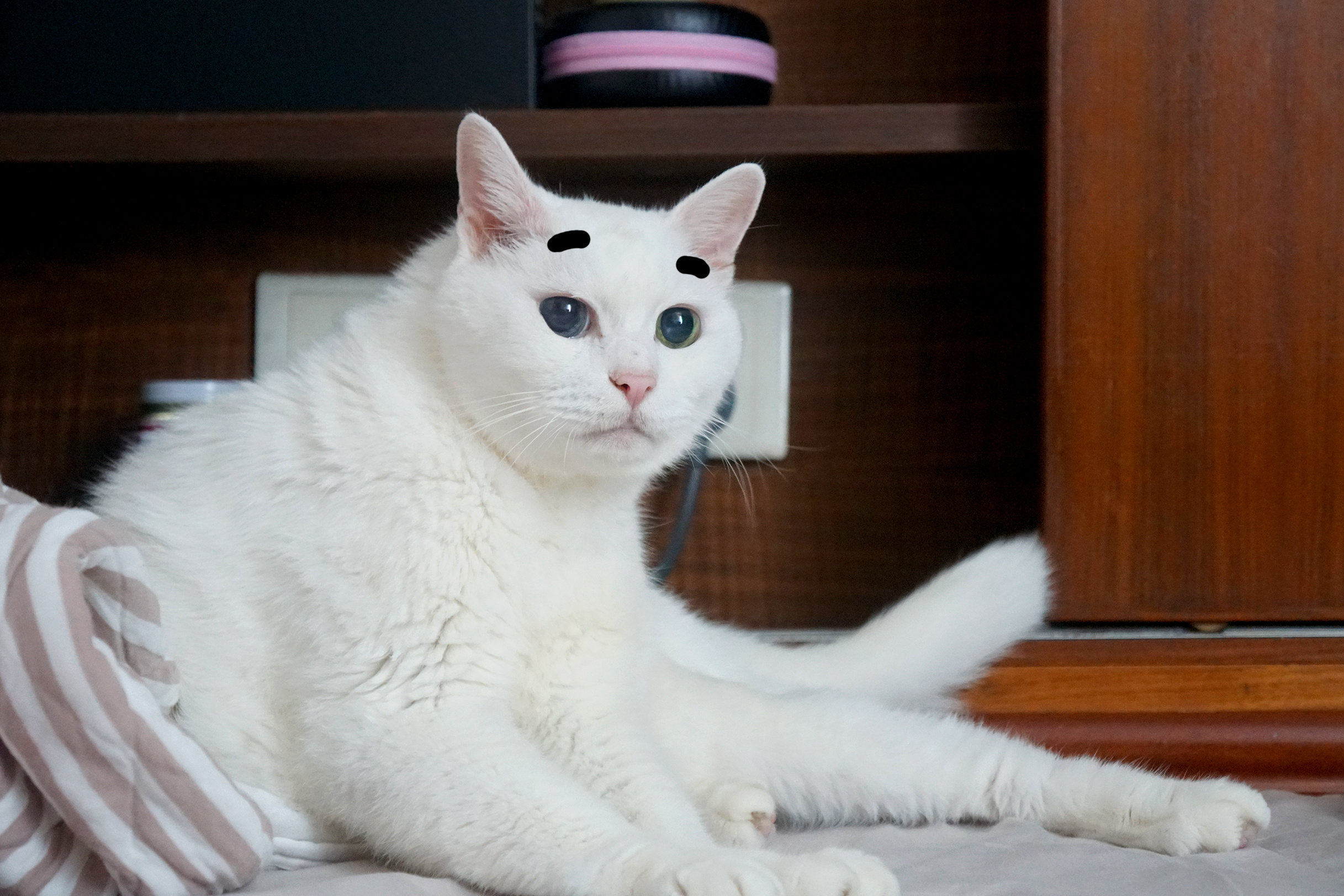 偶老了長了骨刺眼睛也不好惹～但偶還是那個白肥軟帶著爆米花香味的星期三，願小貓小狗