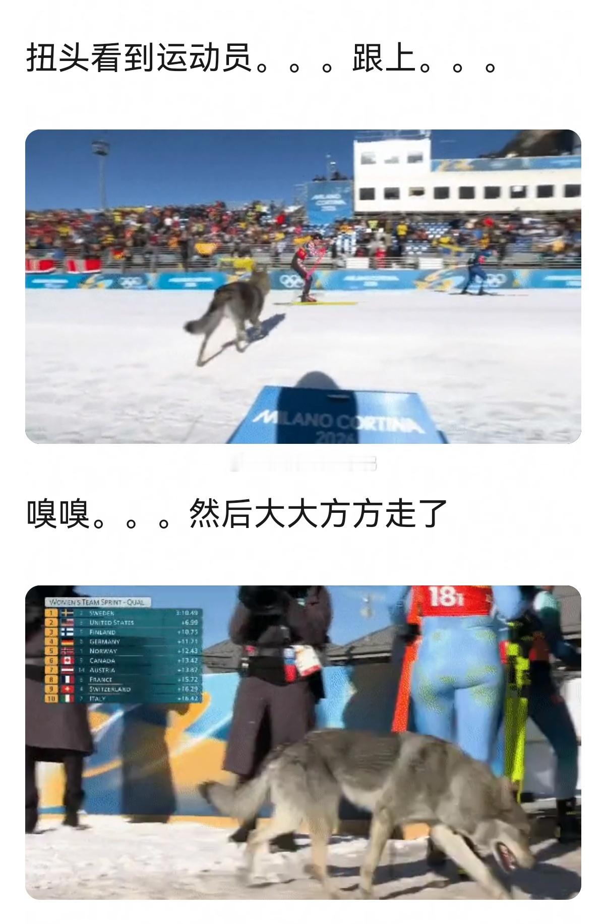 冬奥趣事一则，🈶一只狗狗在越野滑雪比赛中冲过了终点线～