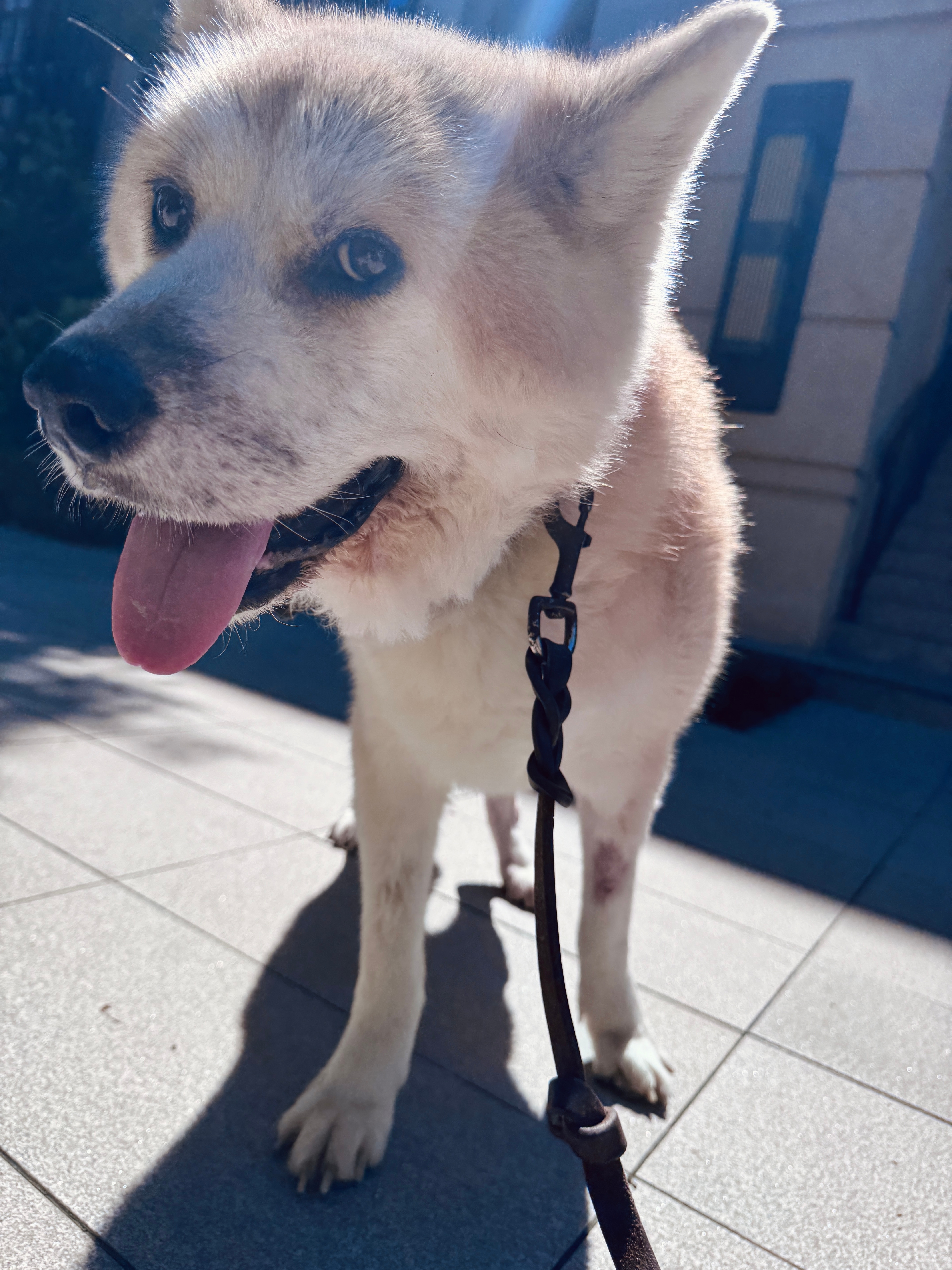 阳光这么好 你可不可以不要走 ​​​