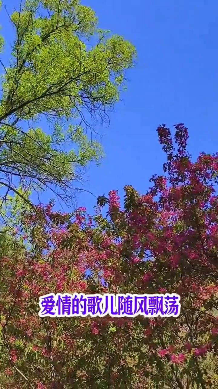 《我们的生活充满阳光》演唱/于淑珍完整版。
《我们的生活充满阳光》。
幸福的花儿