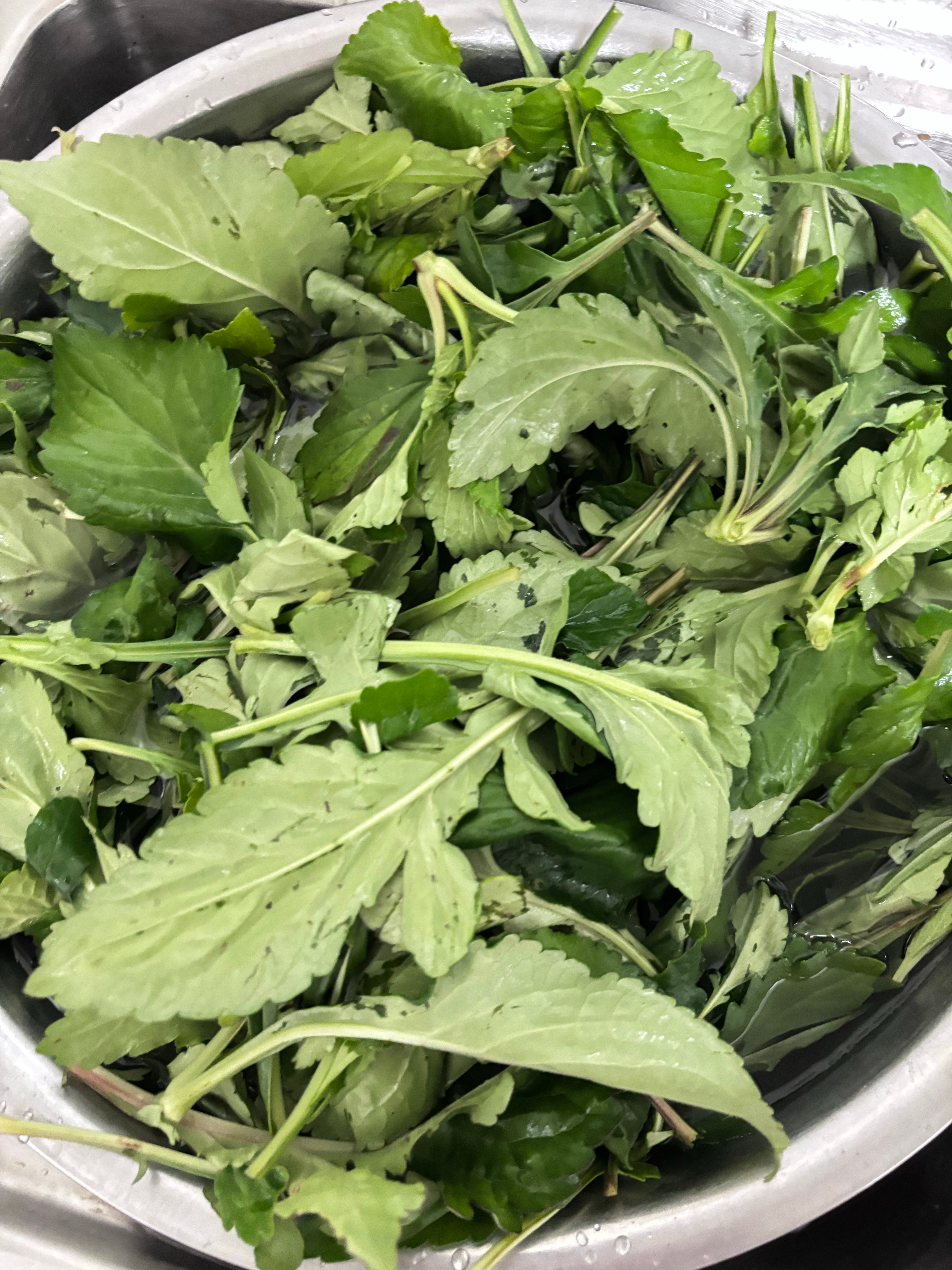 爸爸妈妈今天下午收获的野菜，两大盆满满的[耶]我们这叫苦菜公，学名苦斋婆。焯水后