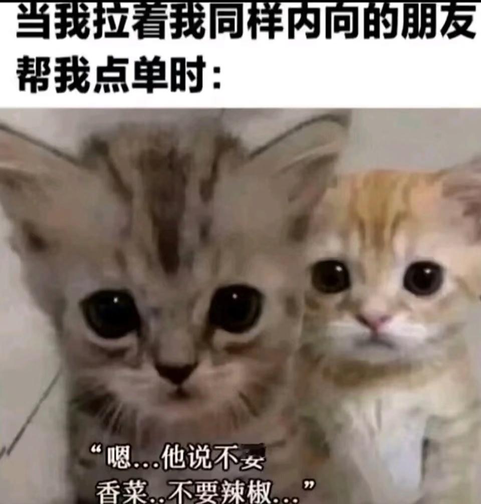 猫猫梗图 ​​​