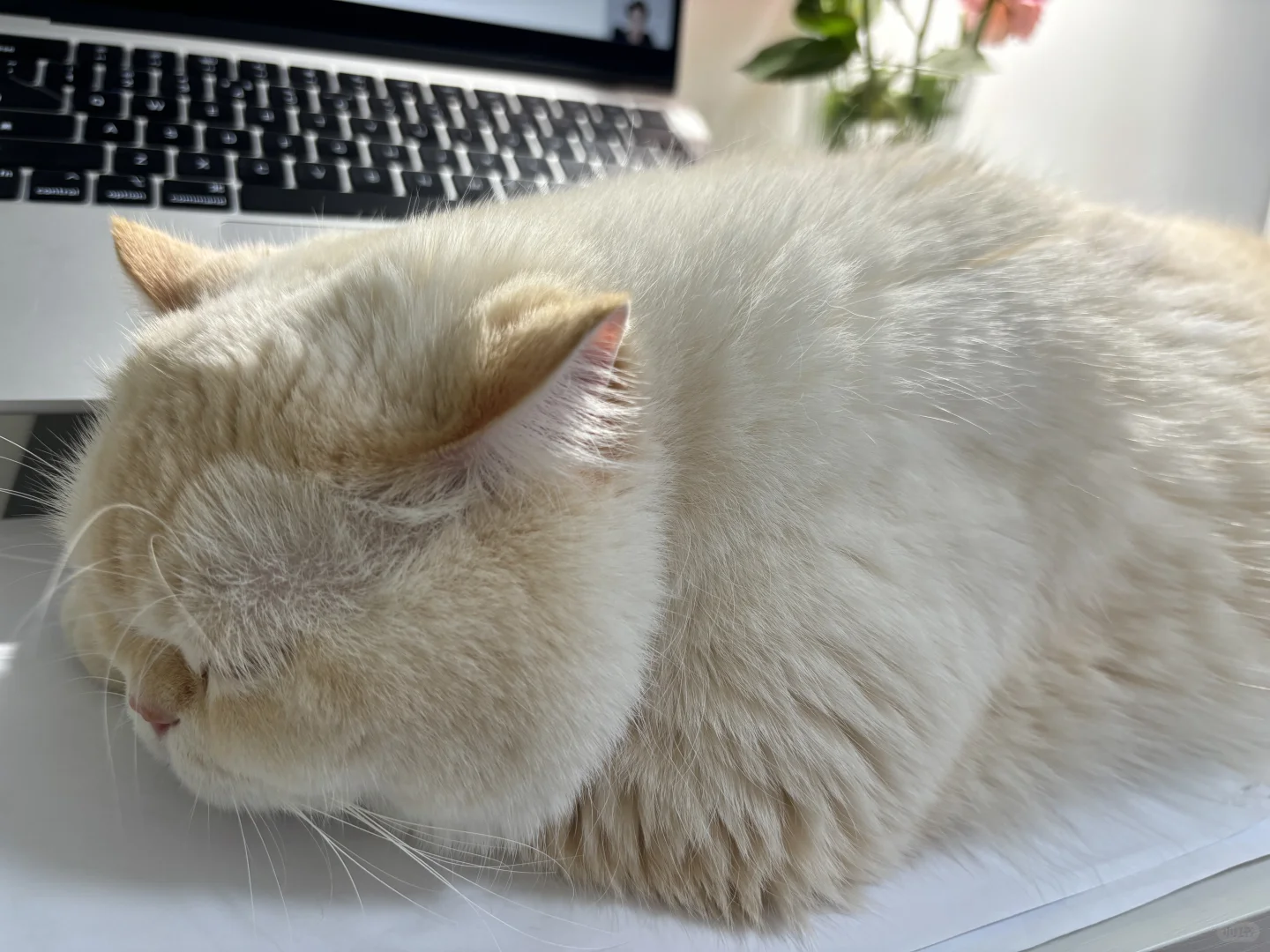 出苹果虚拟机两年使用权