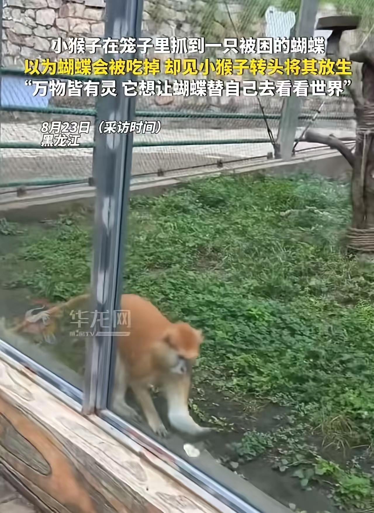 全网破防！笼中猴子救下误入蝴蝶，轻轻放生目送高飞：我身陷囚笼，不该困住你的自由