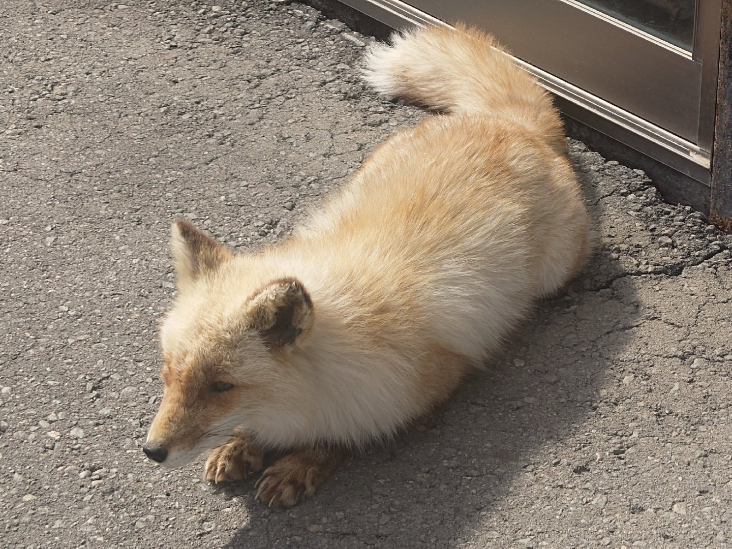 乖乖伏案的小面包©️chengren21 