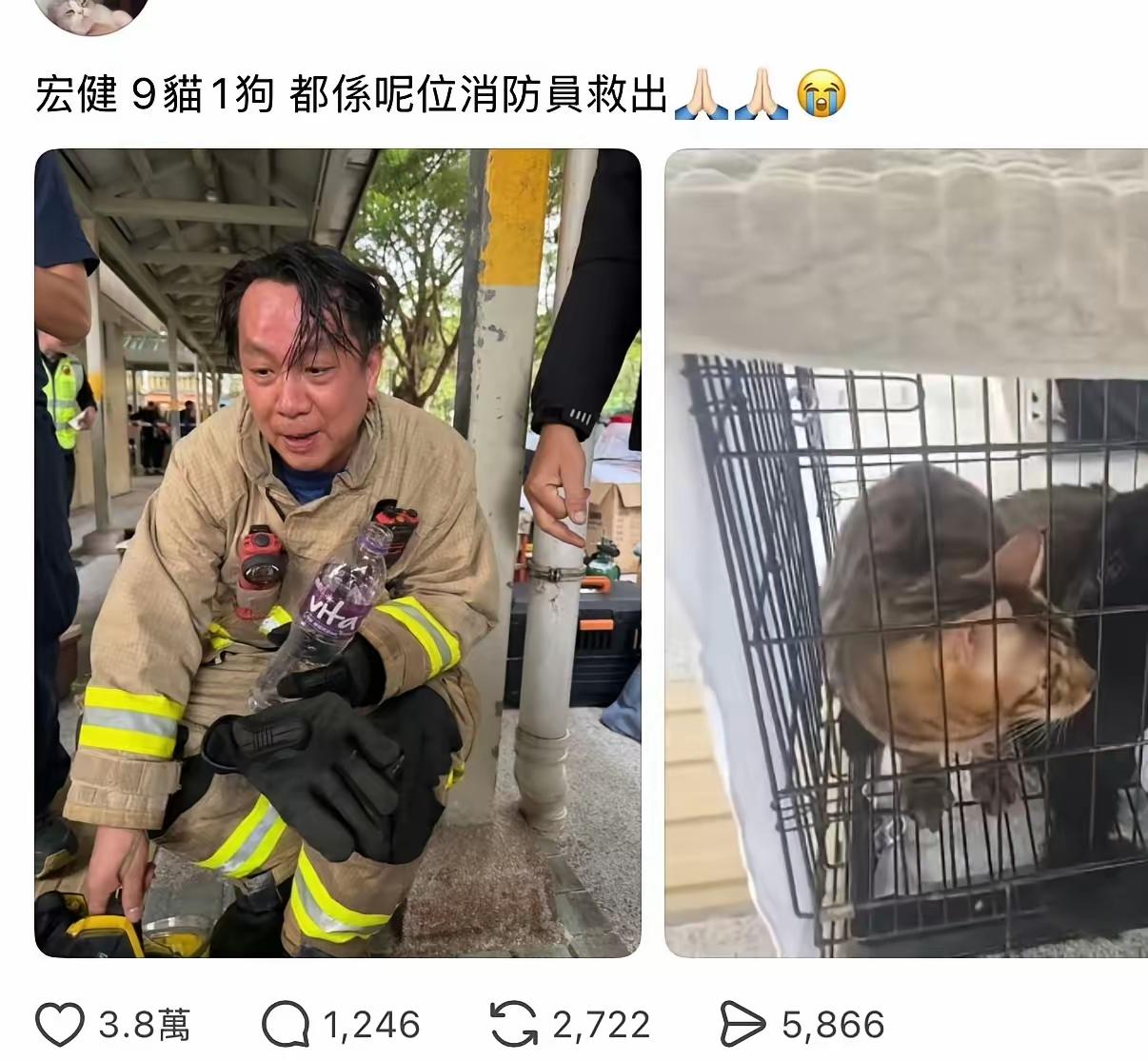 这位消防员因为救下9猫1狗被骂了。

很多人没搞清楚状况，消防员上去没有找到人，