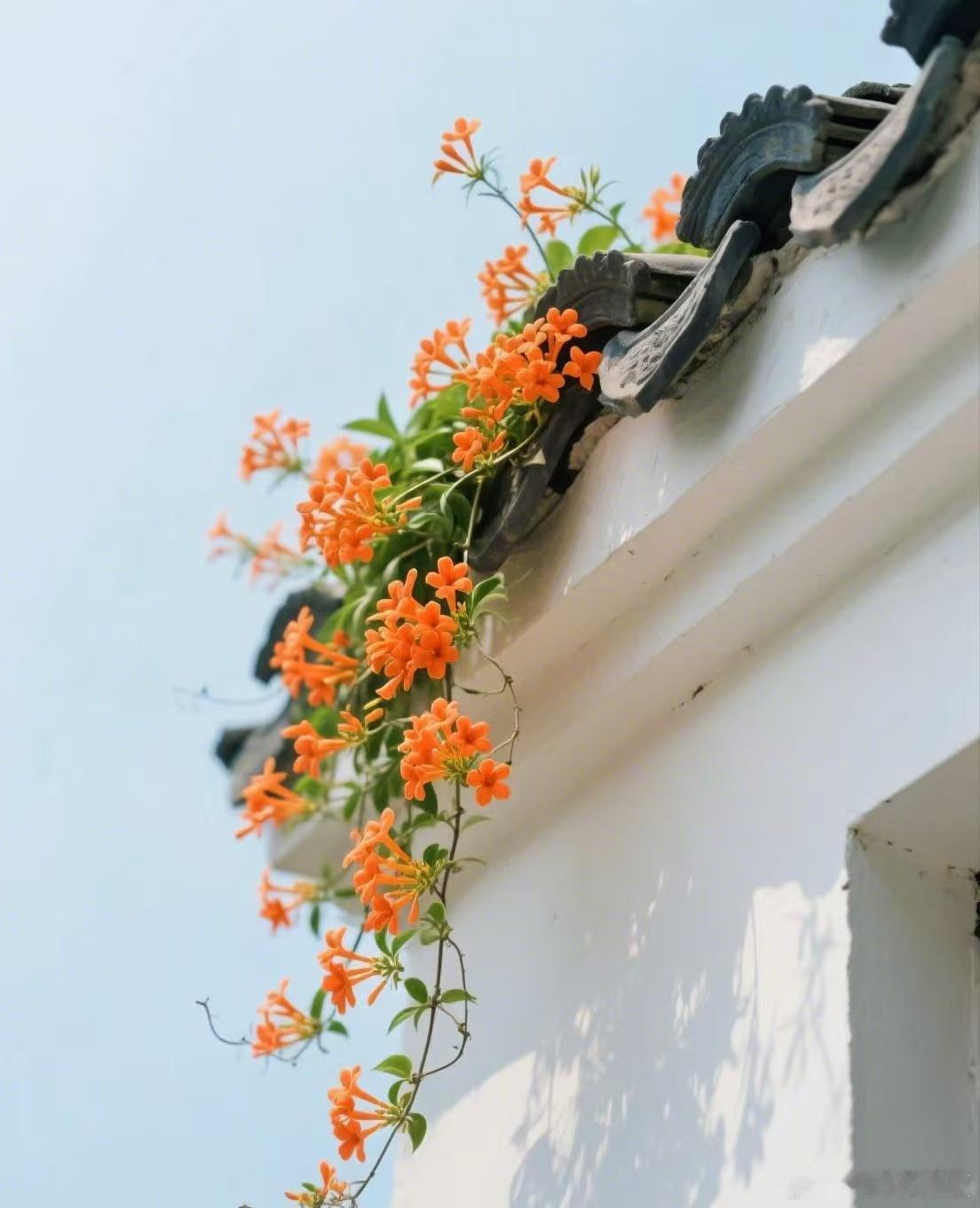 一半麦浪，一半花开，温柔奔赴初夏～ 
