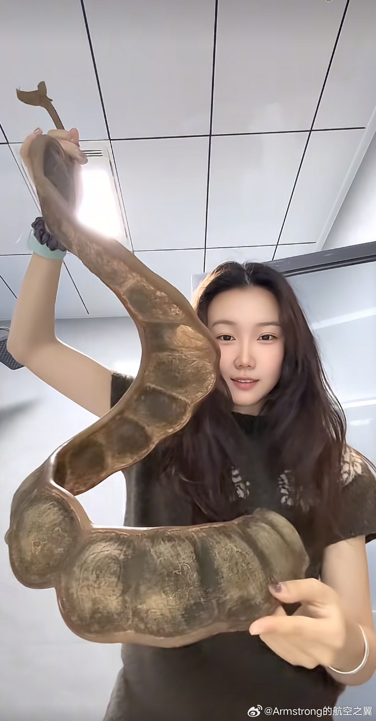 女子带1米长巨大豆荚坐飞机引围观  这种“巨型豆荚”是大果榼藤（学名：Entad