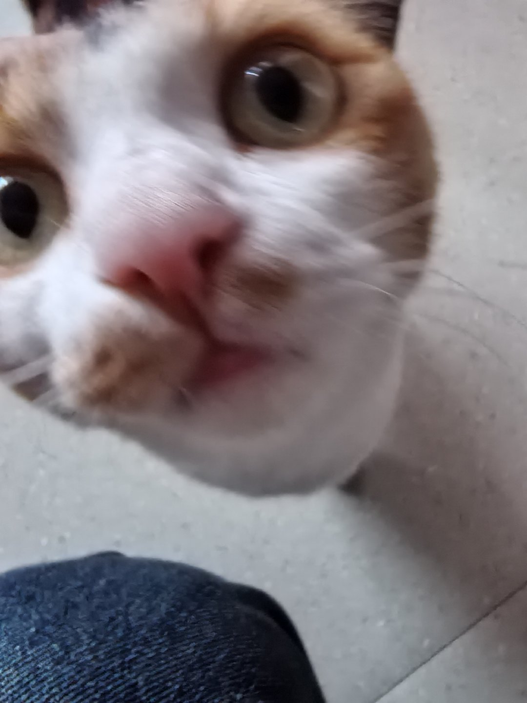 跑来公司的小猫 ​​​