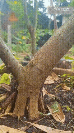 嫁接和分栽绝对是人类对植物的神级操作，据说一棵李树（或者毛桃树）可以嫁接四十多种