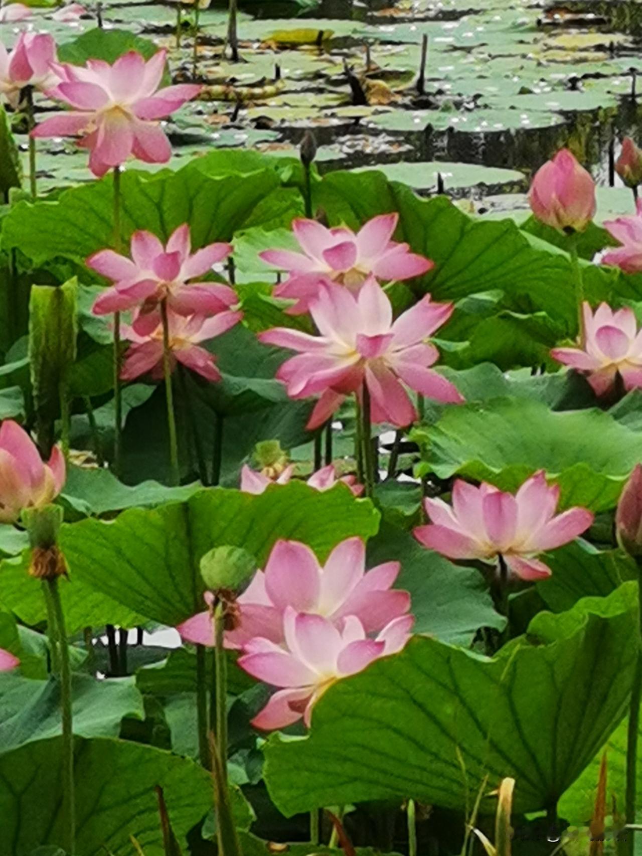 大帝的叙述逻辑崩塌了，一场冲突把帝国的孱弱暴露无疑。如今大帝拼命找补，想给自己一