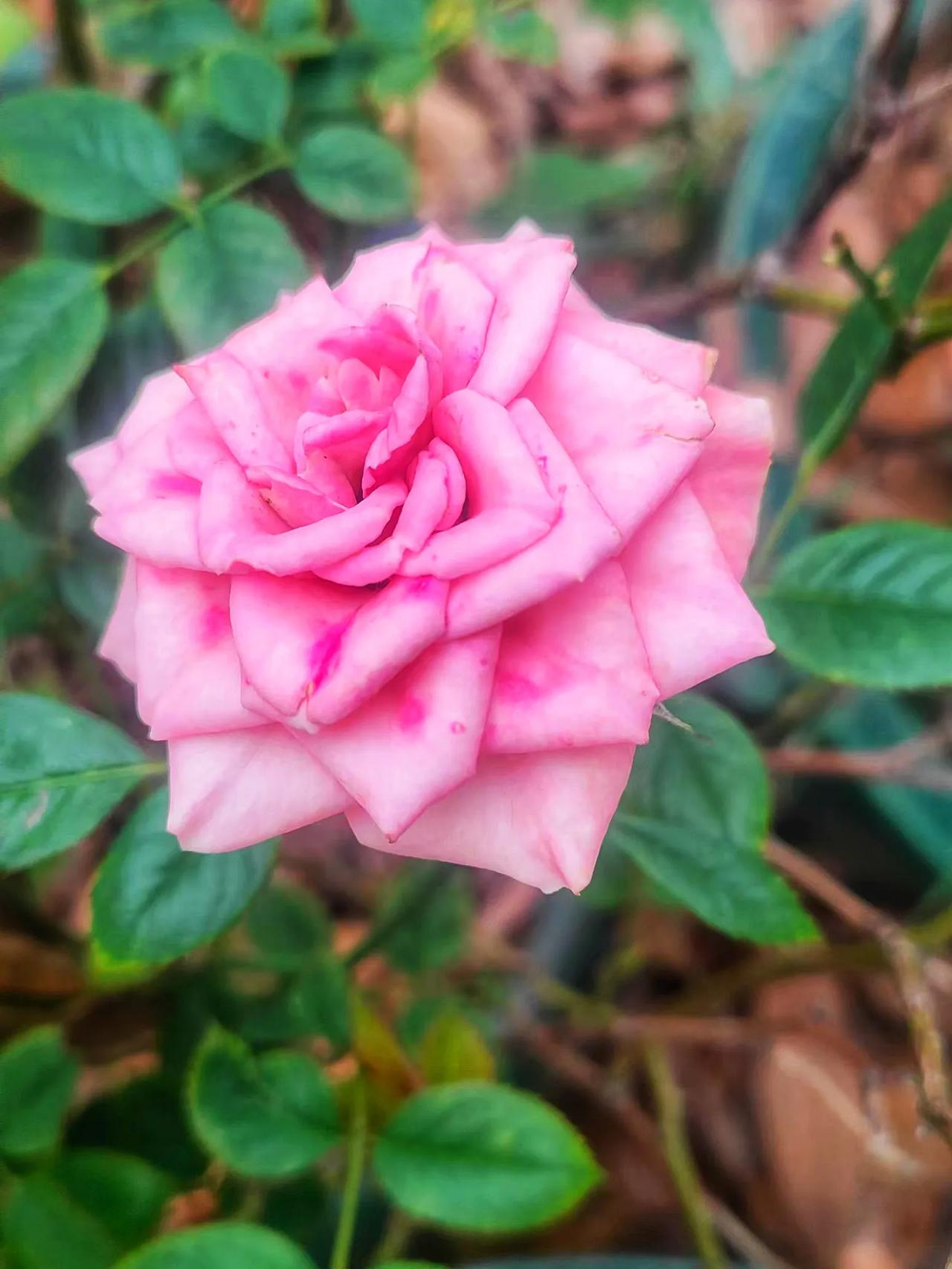 花集图