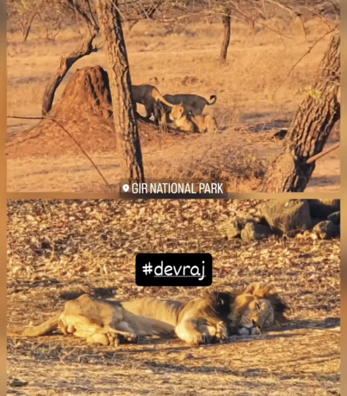 趁老婆出门 独自带娃带睡着的德夫拉杰。