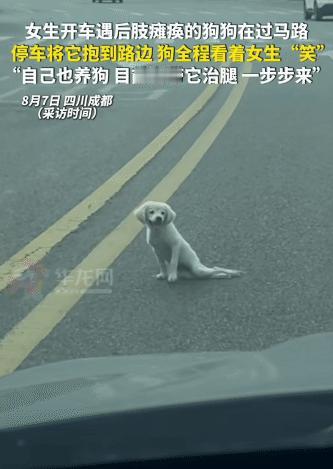 感动！四川成都，女生开车遇到狗狗过马路。没想到，狗狗后半身瘫痪了，艰难在马路中间
