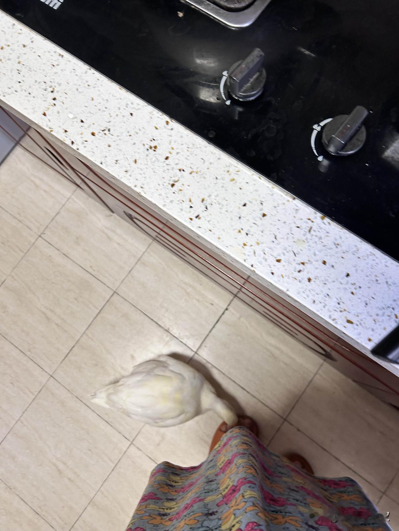 由鸭子咬我引发的思考！

俺家葛小帅请回来的鸭子，在葛老头的精心喂养和陪伴下，正