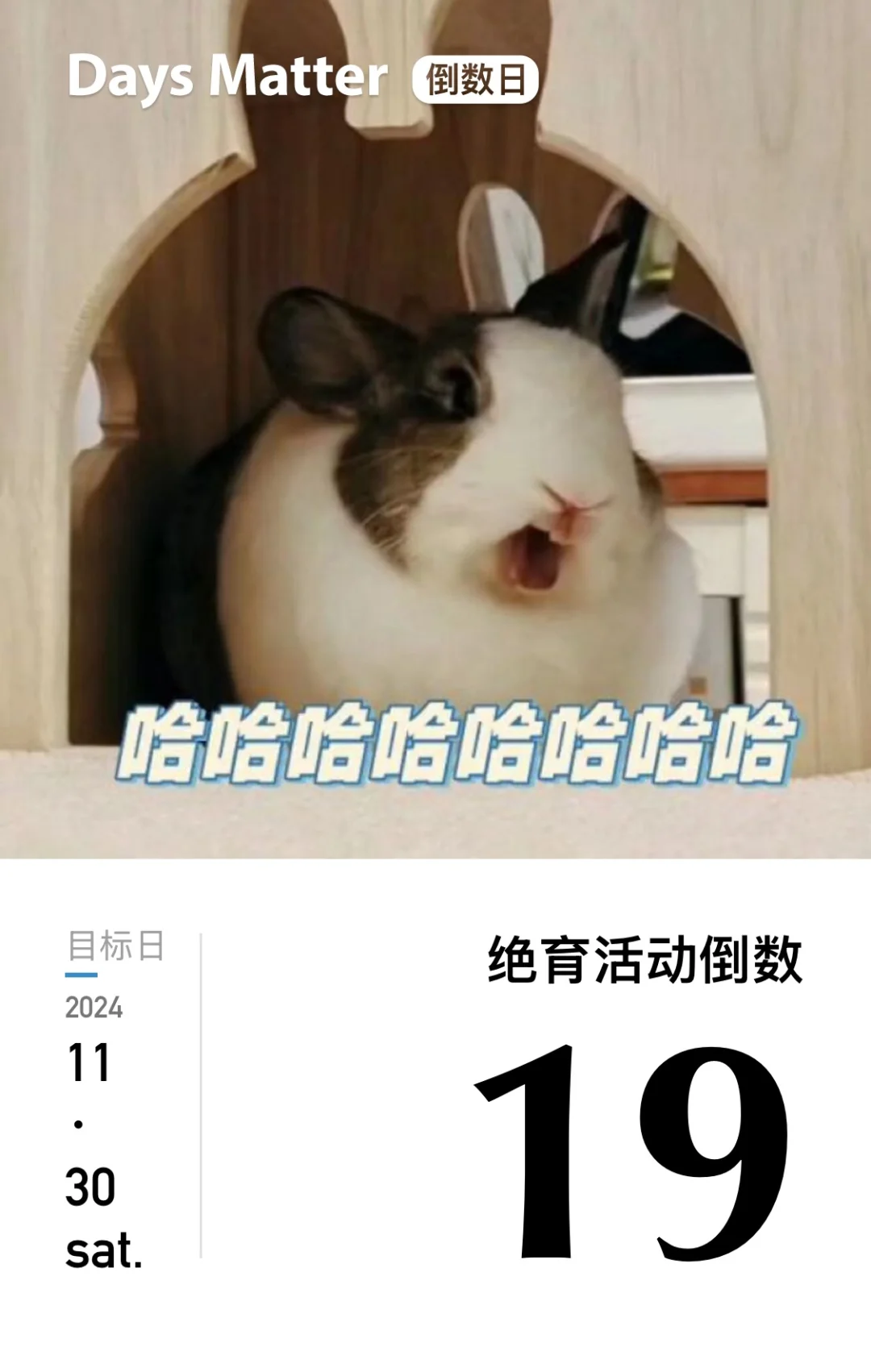 兔兔绝育