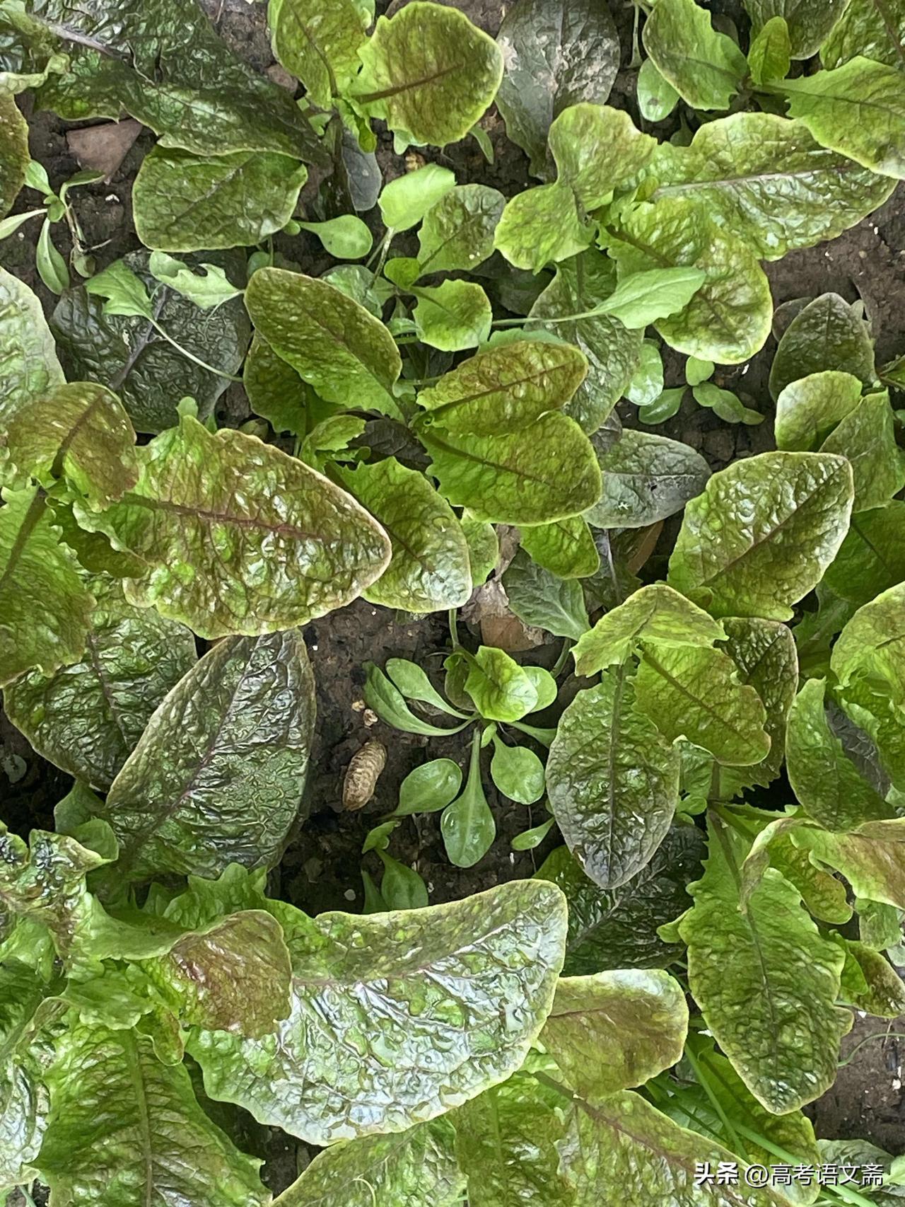 集卡领红包生机勃勃的绿叶蔬菜，自然生长的美味！