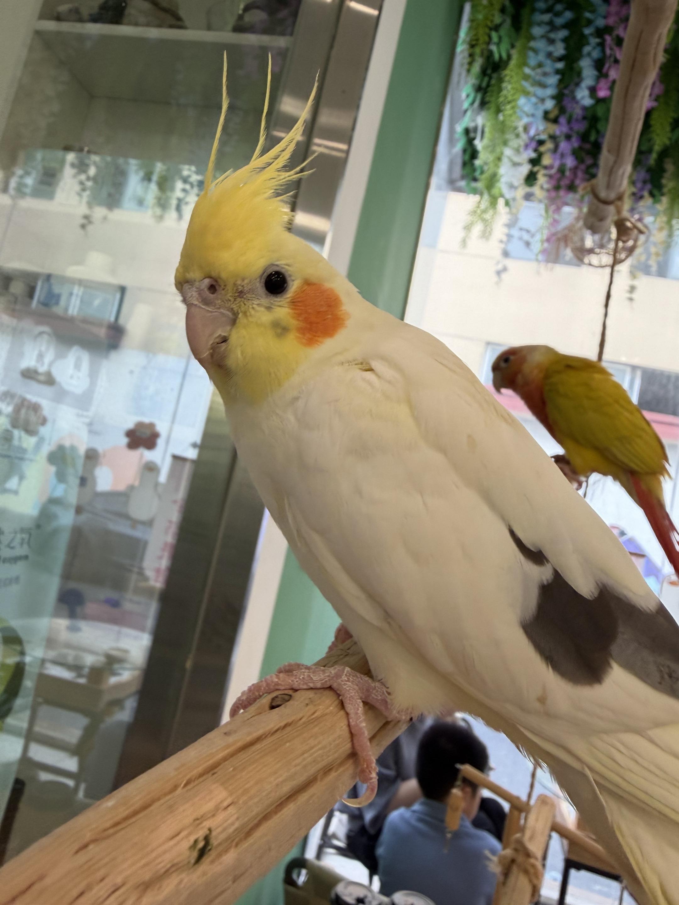 好可爱的鹦鹉🦜 🦜