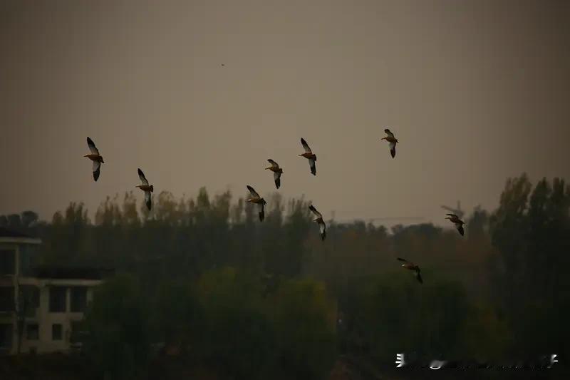 看到“凭栏久望寻归雁”这句上联，瞬间感觉画面感拉满，一个人久久倚着栏杆，眼巴巴望