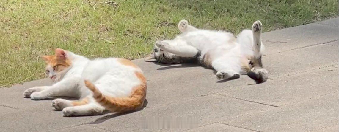 日常分享谁懂啊！路边偶遇两只晒太阳的猫猫，一只乖巧躺平，一只毫无形象四脚朝天，看