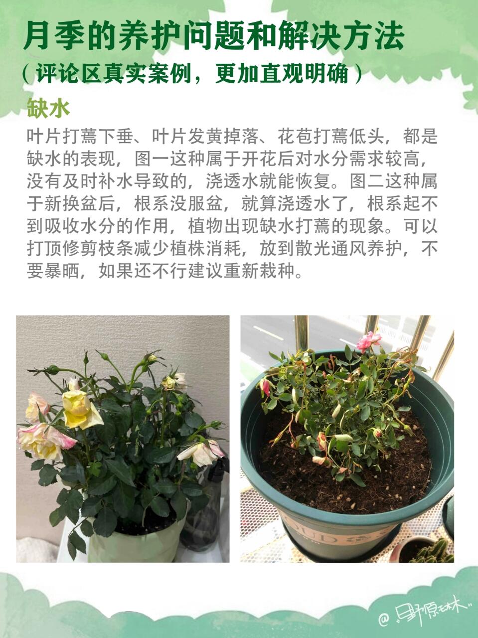 月季的养护问题和解决方法