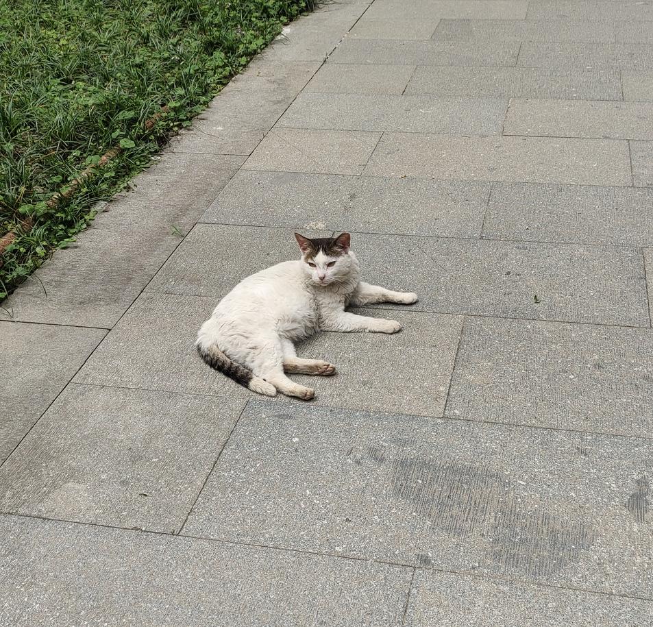 法华寺里的猫，跟一般的流浪猫不一样，是不是常听和尚念经才变得这么佛系，且一点也不