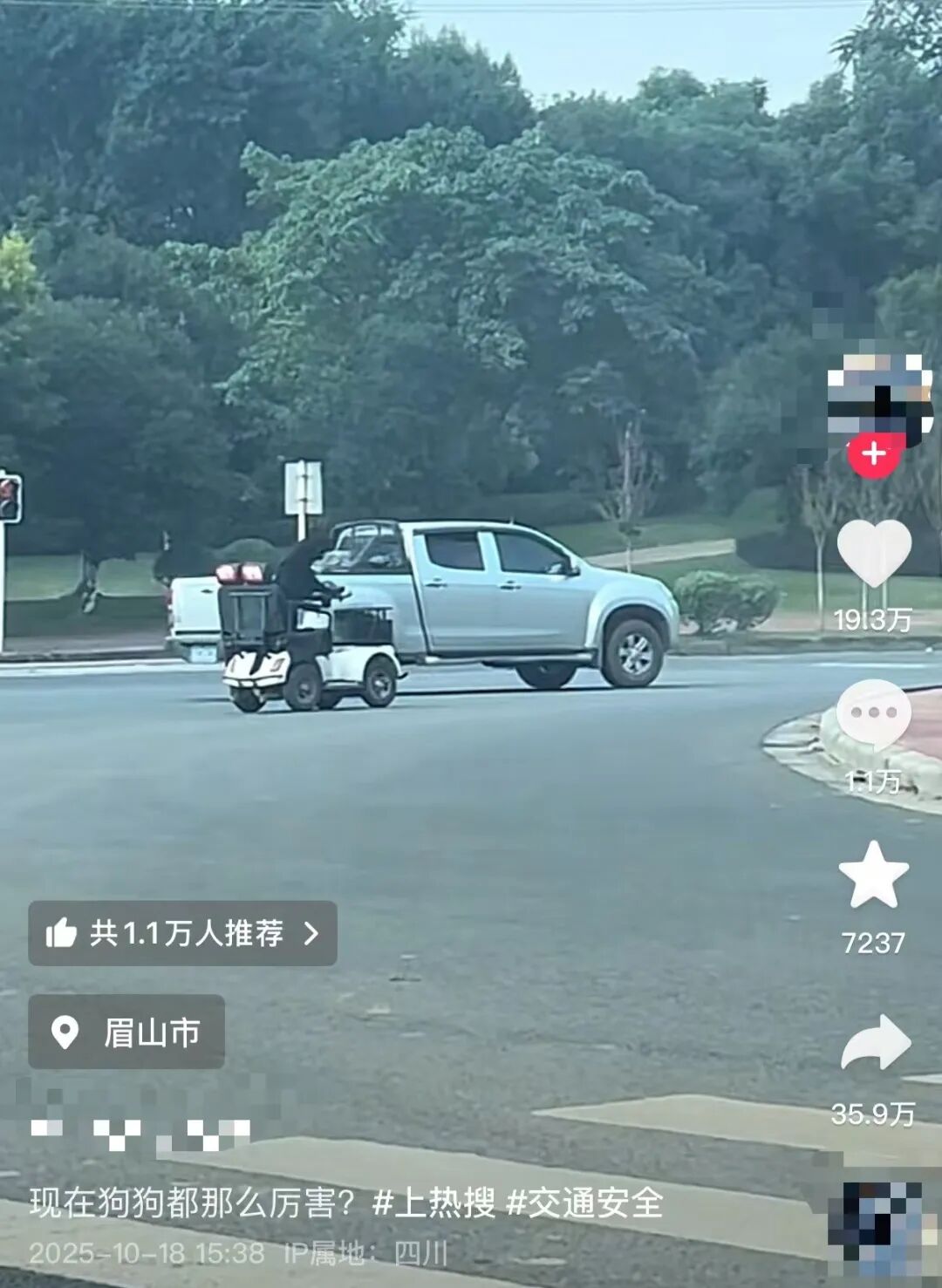 网红狗开车上路引热议，狗主人：牛拉车也是给人服务；进展：车辆