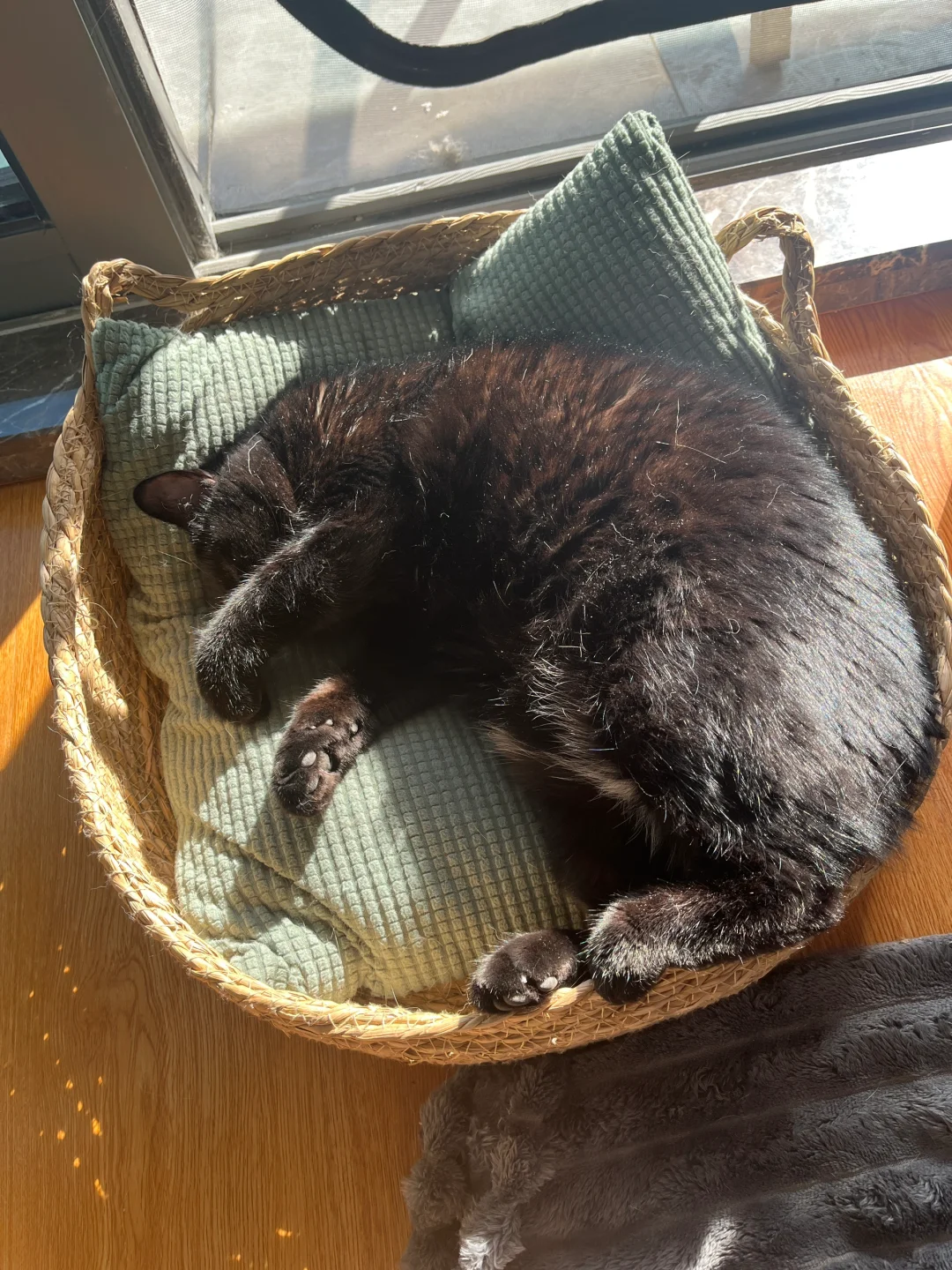 阳光真好 晒晒小猫