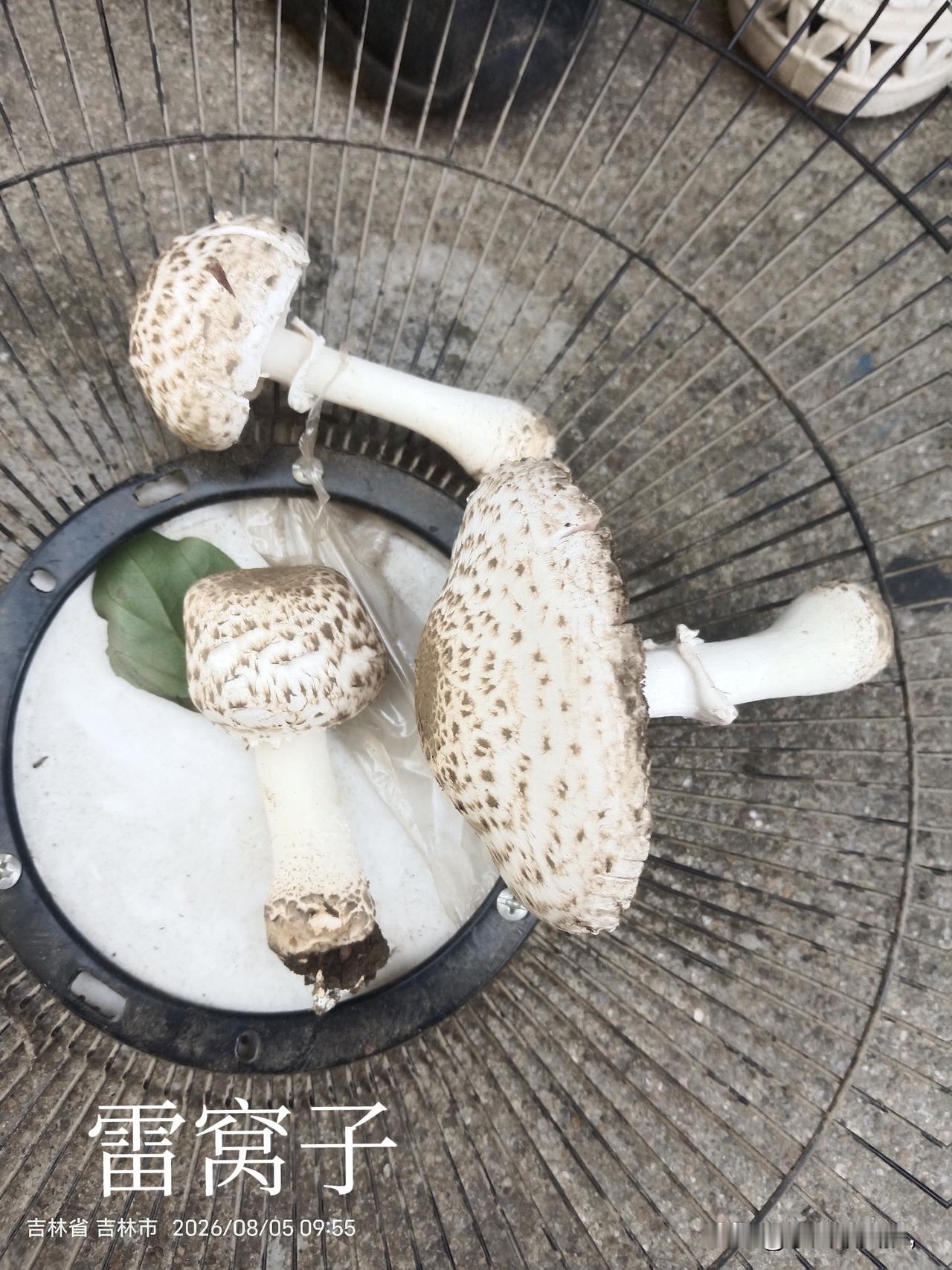 采蘑菇千万要分清有没有毒
吉林下了几场雨，老妈就念叨着要出蘑菇了，几场雷雨过后，