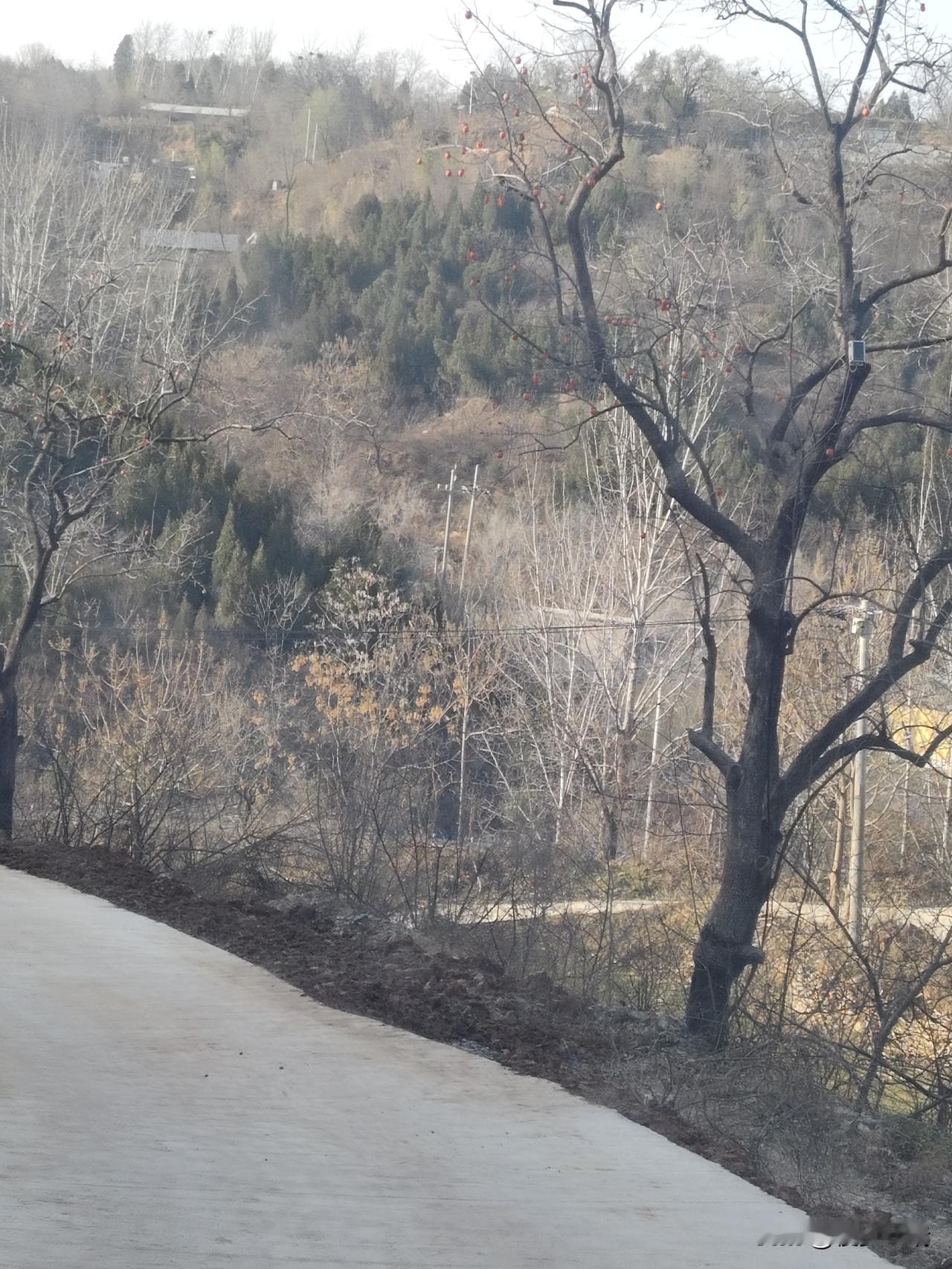 山路边的冬日光景
 
冬阳漫过村道的边缘，把水泥路面晒得暖烘烘的。坡上的草木早褪
