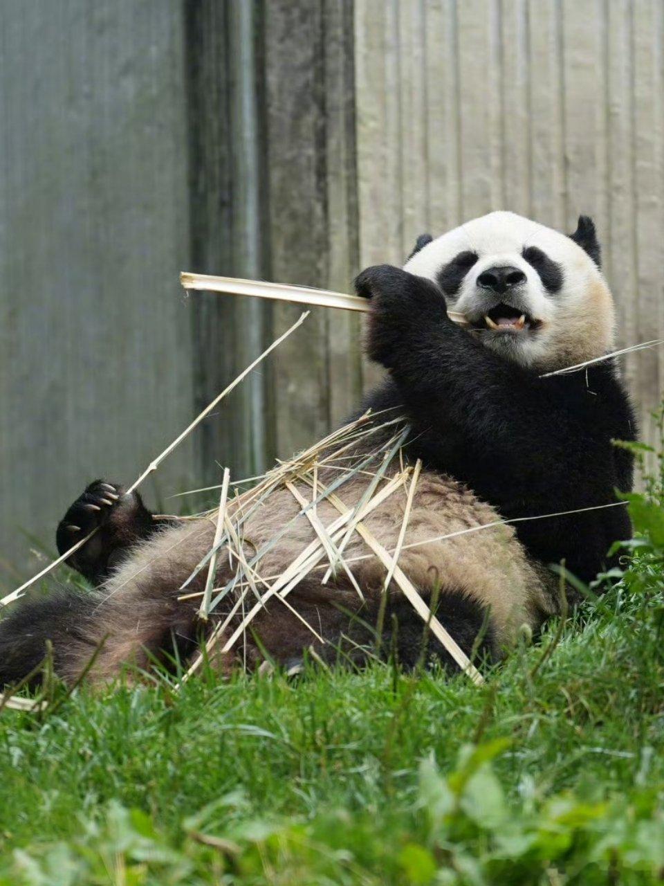 熊猫守护者[超话] 往草地上懒懒一躺，抱着竹笋安心干饭，圆乎乎的小家伙自在享受美