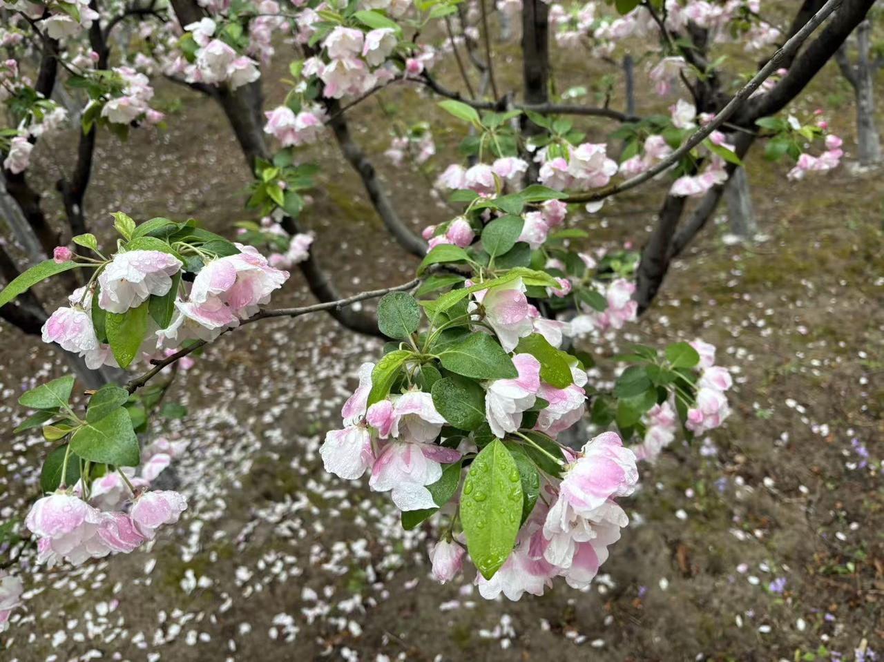 晒图笔记大赛海棠花开花又落，滿地花叶