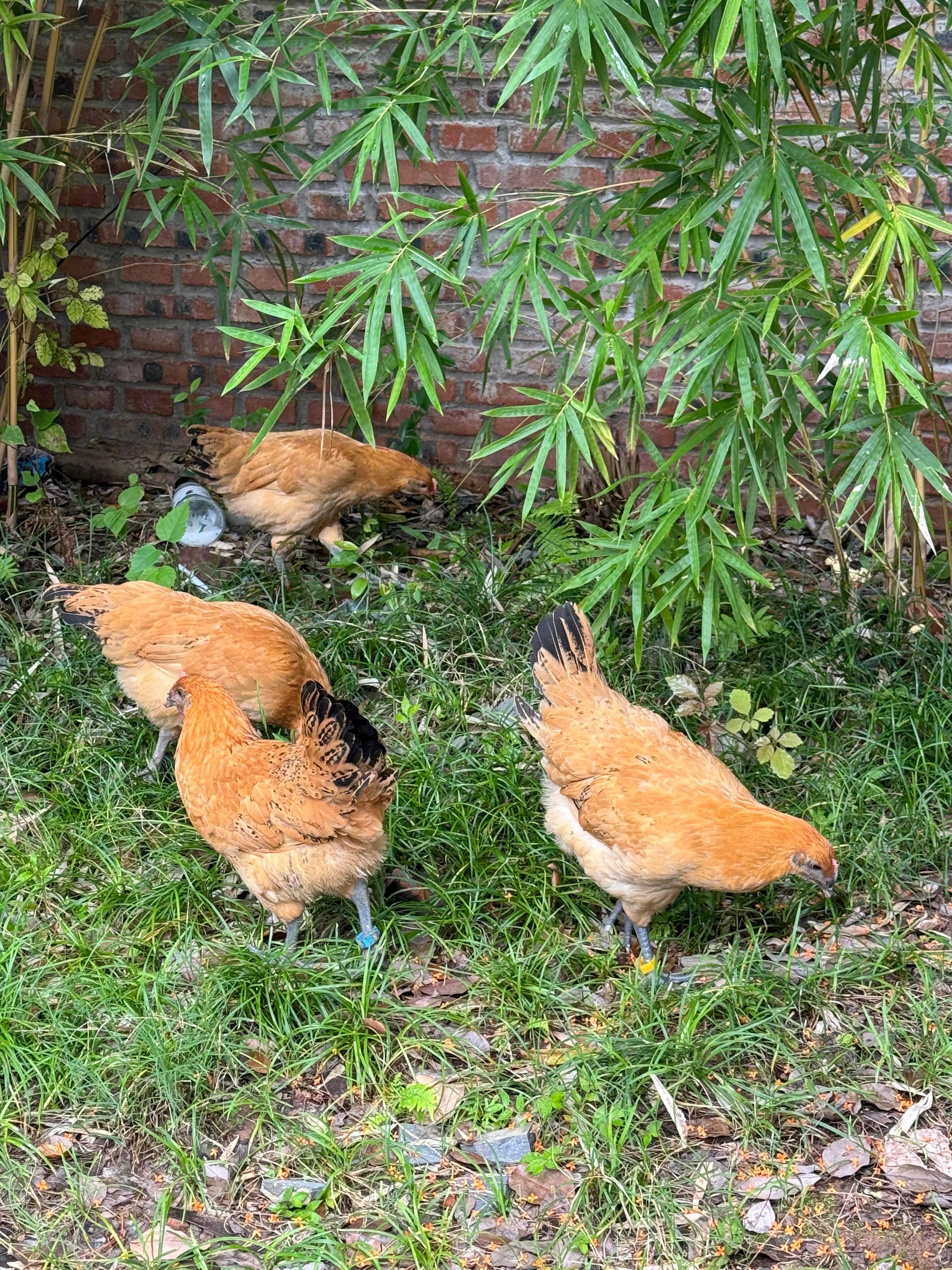 川美生态已经next level了 ​​​