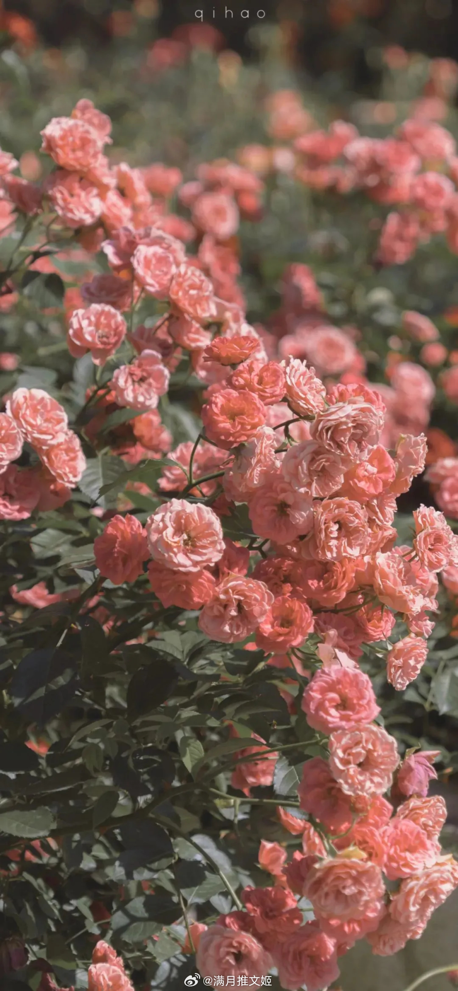 世界上最美不过的景致，是那些最初的心动不为人知。早安