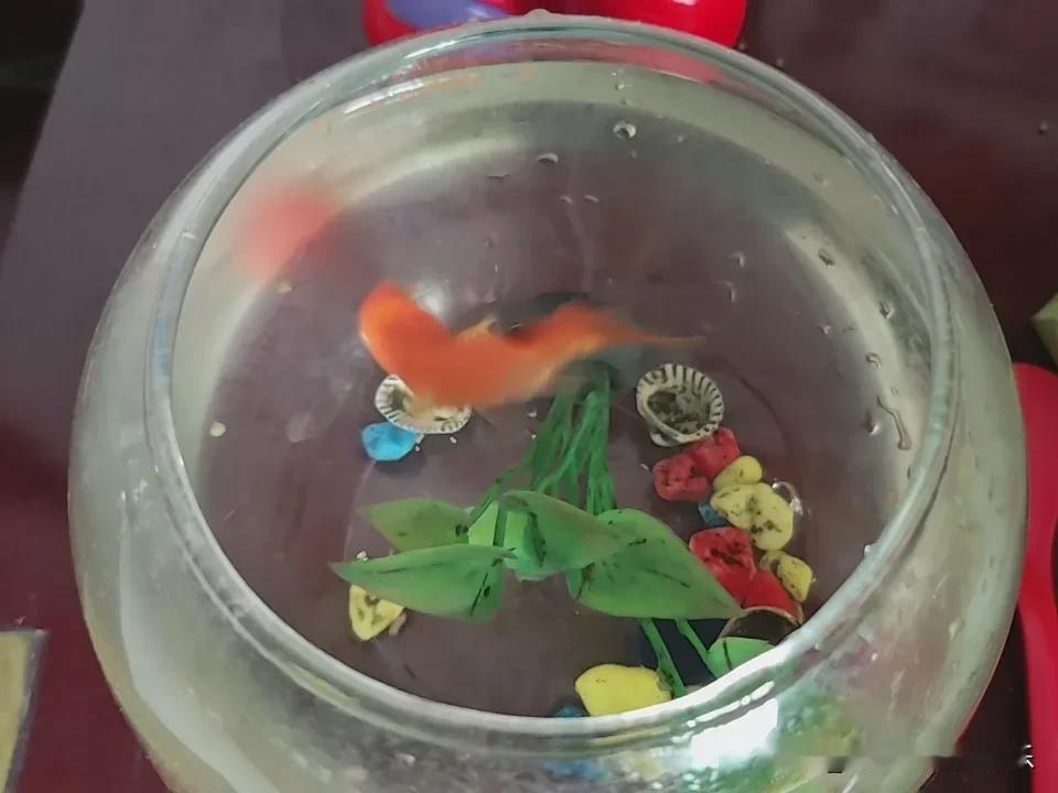 去年买了7条小金鱼，断断续续的优胜略汰，只剩下一大一小两条鱼，我给它们起名字叫做