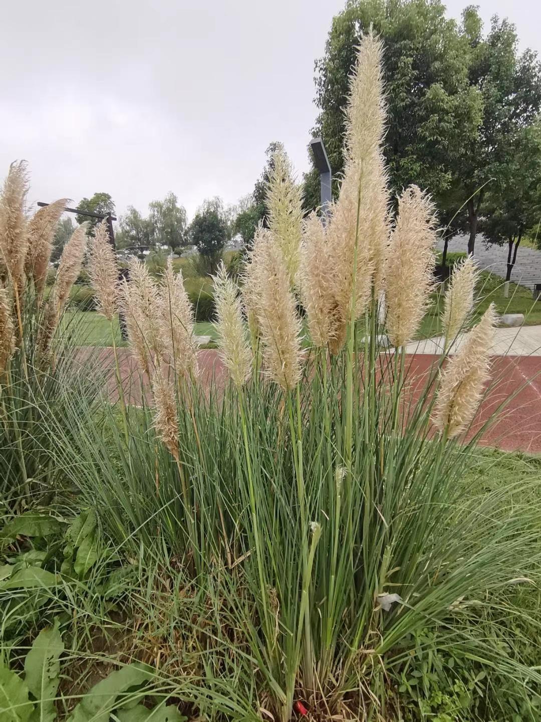 秋天的天汉湿地公园